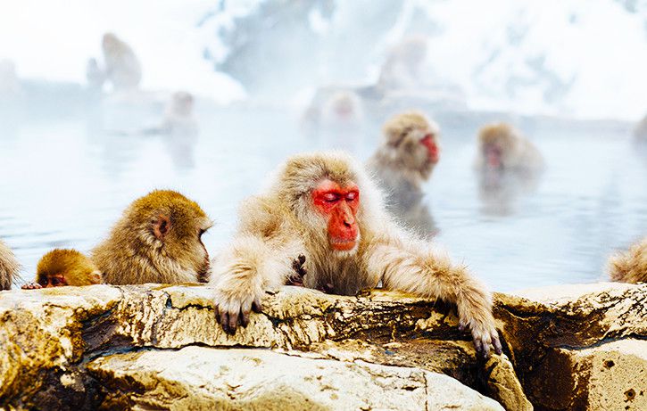 ニセコの豊かな温泉につかるお猿たち