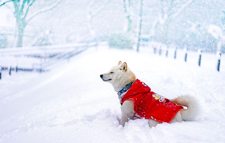 日本人と犬の伝統は縄文時代から 世界でも人気の日本犬たち コラム