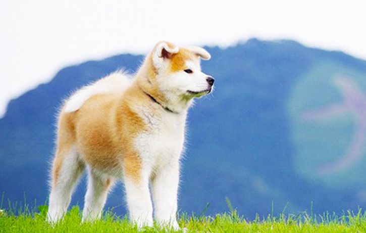 日本人と犬の伝統は縄文時代から 世界でも人気の日本犬たち コラム