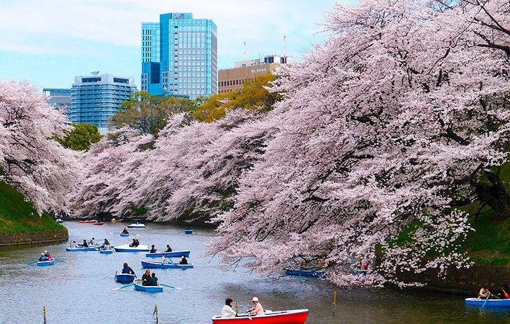 日本文化として根付いている桜の花見